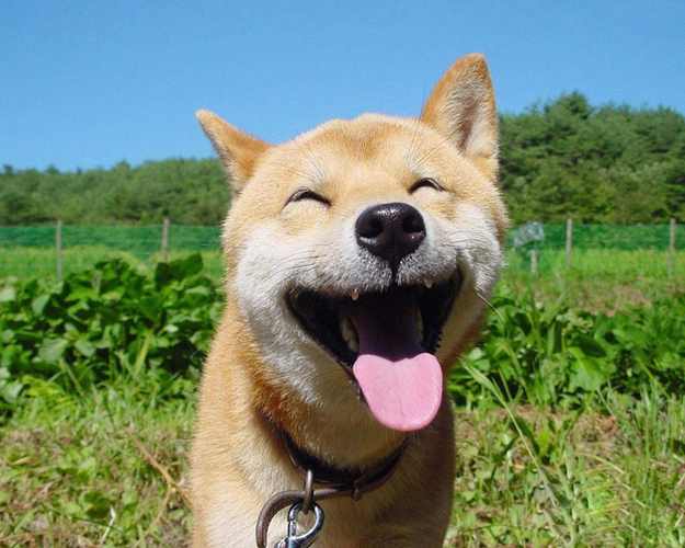 The Happiest Animals On Earth!
