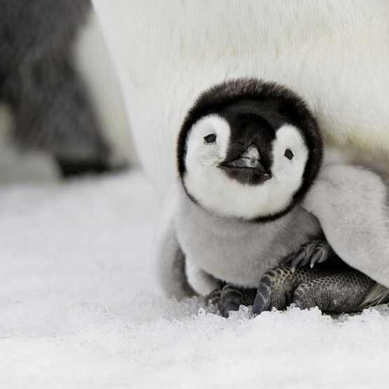 Your Moment Of Cuteness - Adorable Creatures!