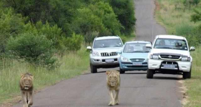 only in africa