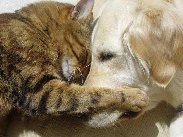 Every Dog Has His Cat - Cute!