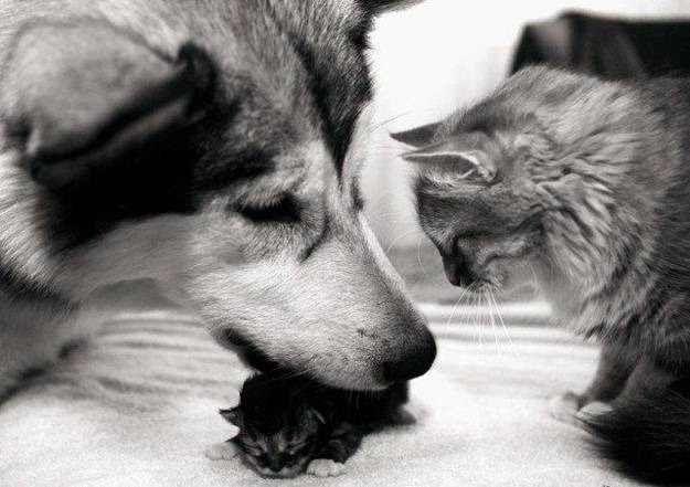 Every Dog Has His Cat - Cute!