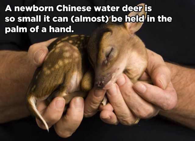 Little Known and Amazing Animal Facts!