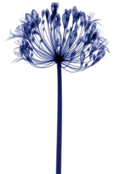 x ray flowers