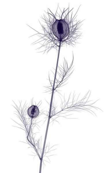 x ray flowers