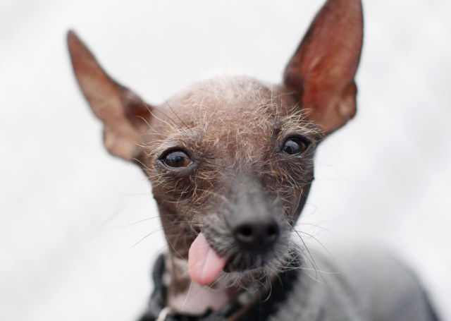 The World's Ugliest Dog Contest - Adorable!