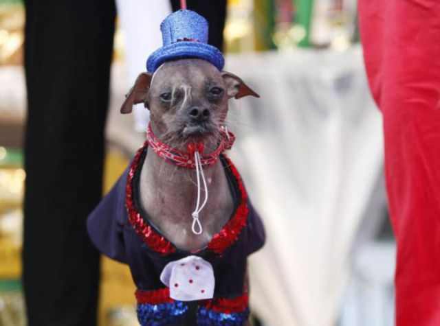 The World's Ugliest Dog Contest - Adorable!