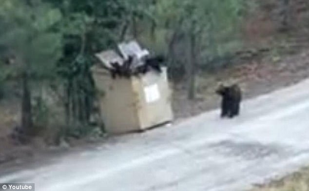 Bear Cubs Rescuers - Faith in Humanity Increasing