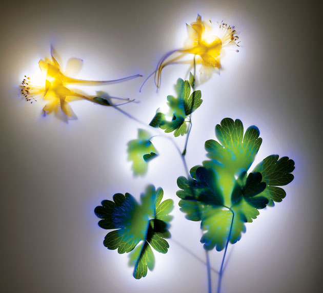 electric flowers