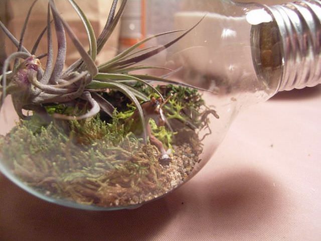 light bulb terrarium