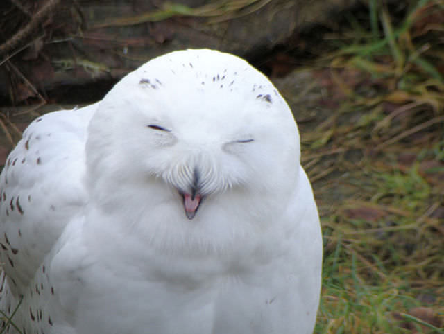laughing owls