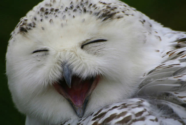laughing owls