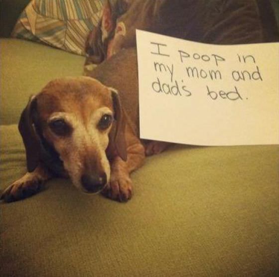 shame dogs