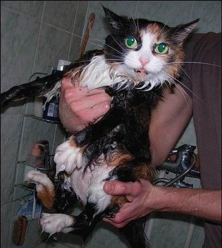 wet cats