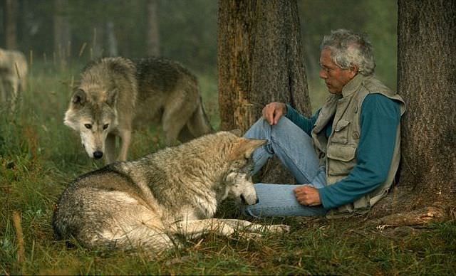 wolf photos