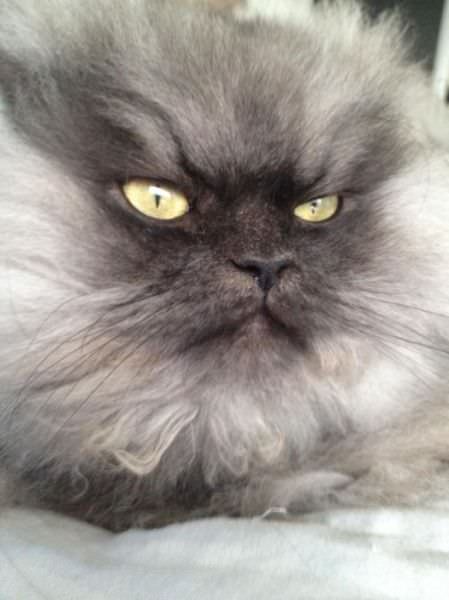 angry cat photos