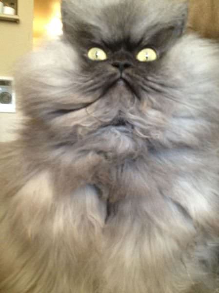 angry cat photos