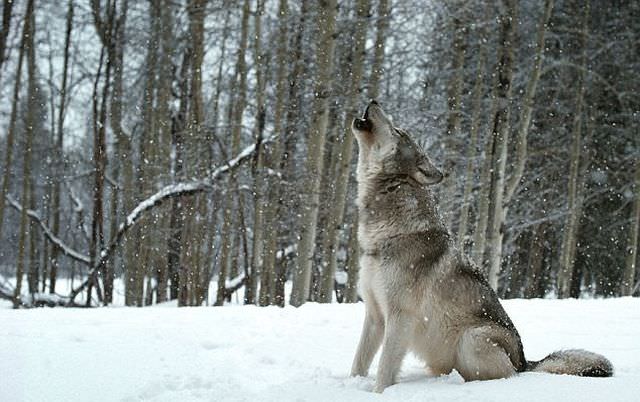wolf photos
