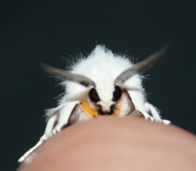 The Poodle Moth