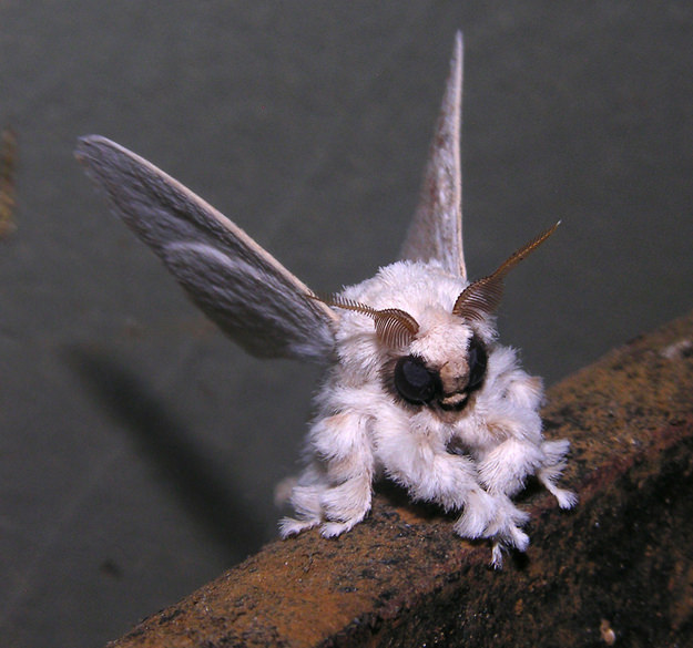 The Poodle Moth