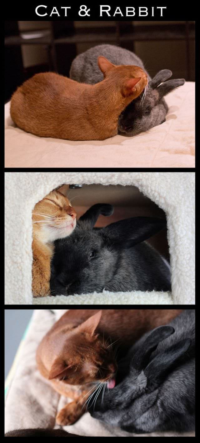 animal friendships