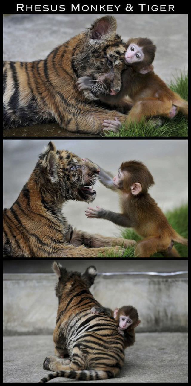 animal friendships