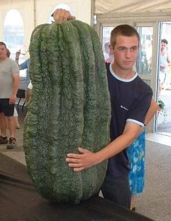 huge vegetables