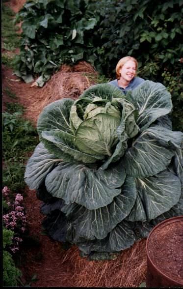 huge vegetables