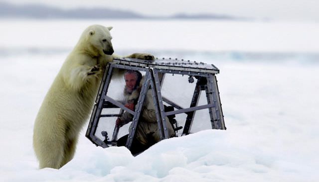 confronting a polar bear
