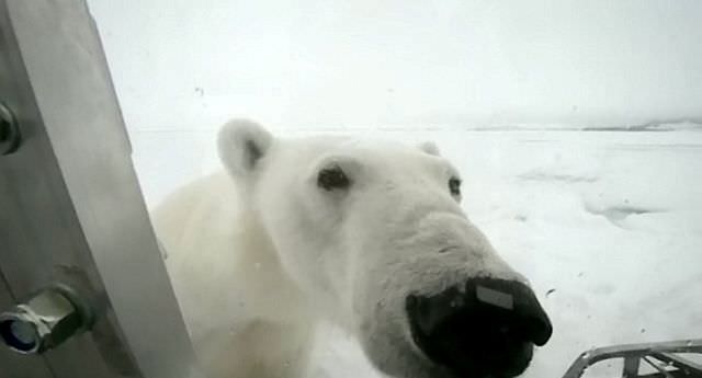 confronting a polar bear