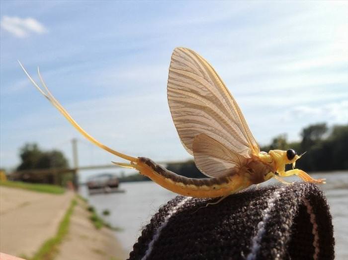 mayflies mating