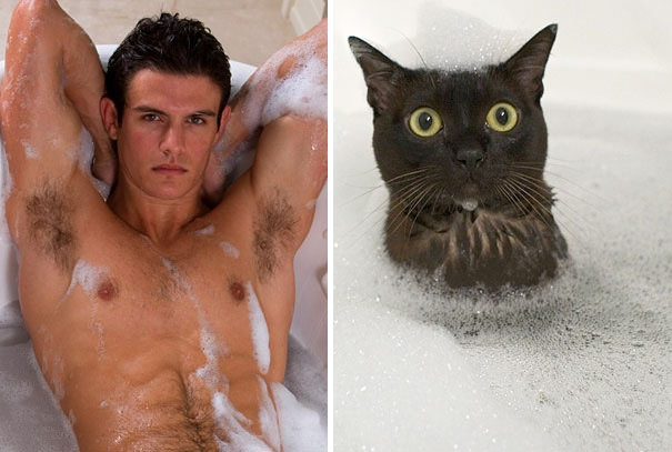 hotties and cats