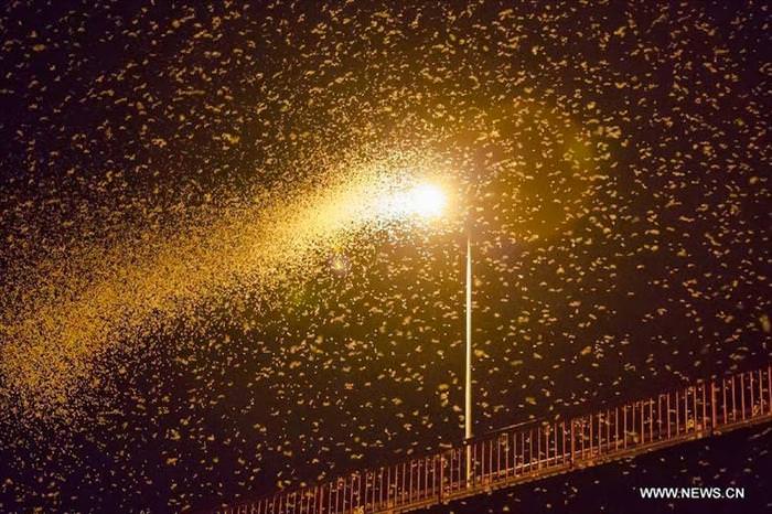 mayflies mating