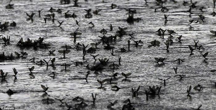 mayflies mating