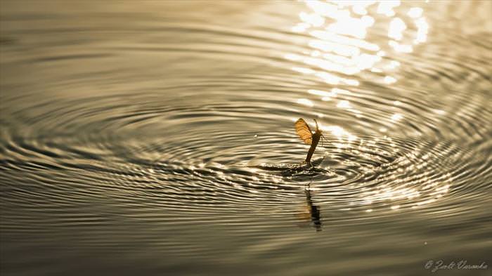 mayflies mating