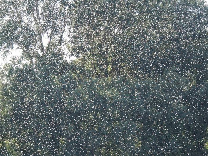 mayflies mating