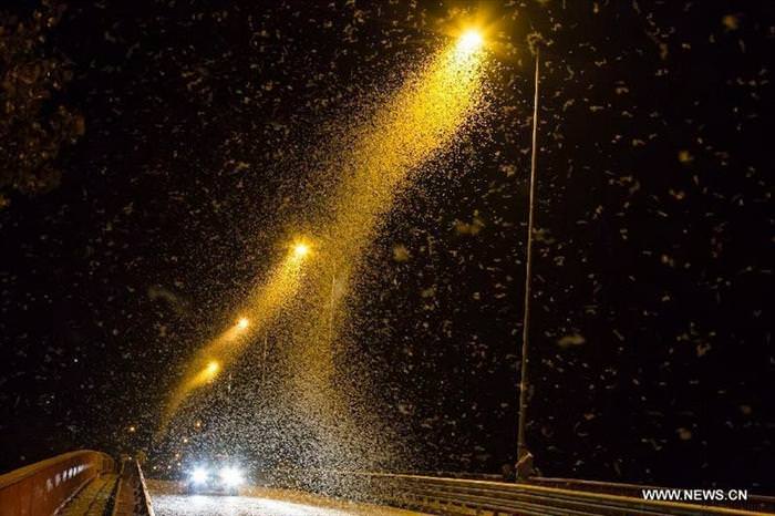 mayflies mating