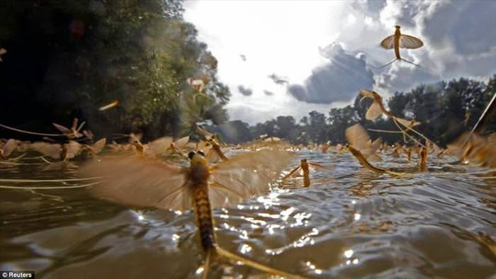 mayflies mating