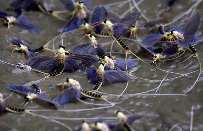 mayflies mating