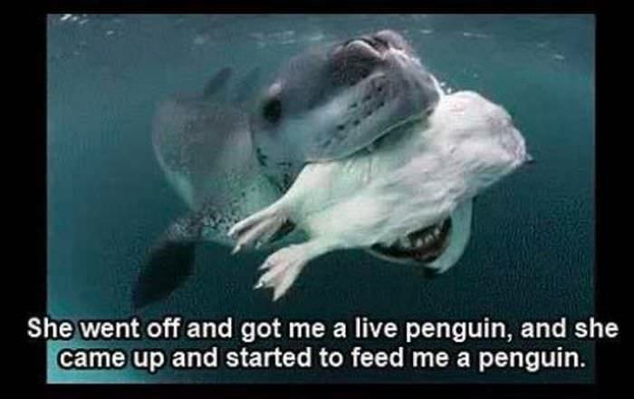 leopard seal story