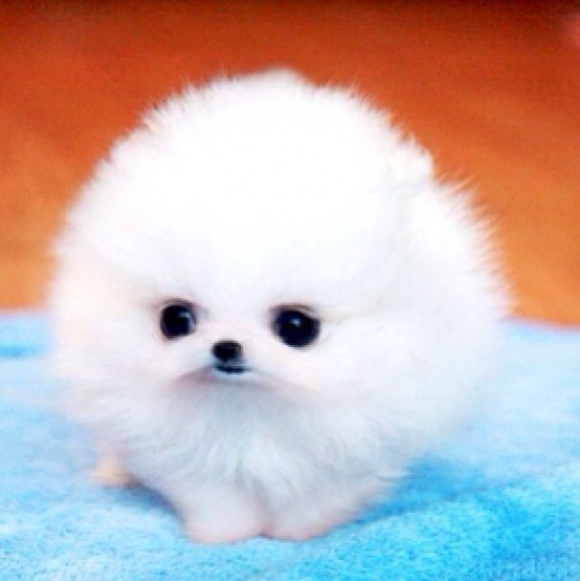 A BALL OF FLOOF! - Animals  Cute dogs, Baby animals, Cute little