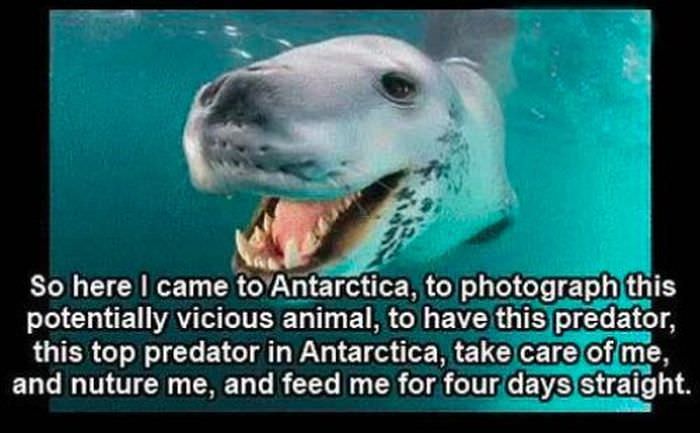leopard seal story