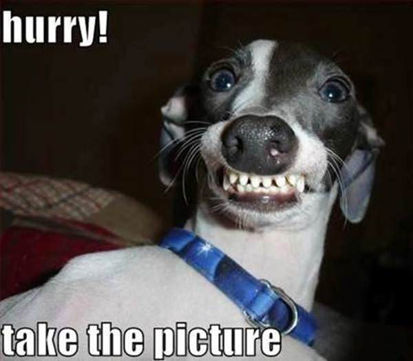Funny animal photos