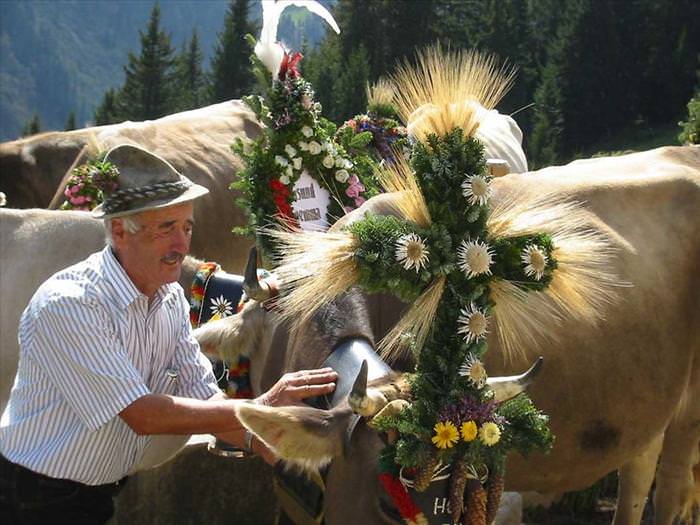 tirol cow festival
