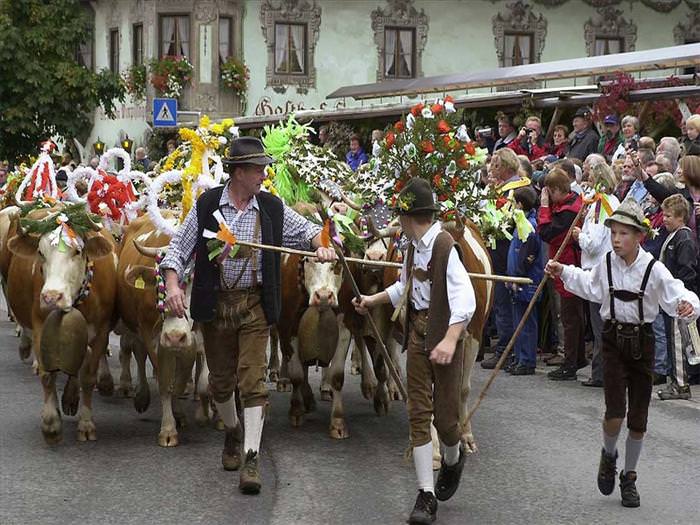 tirol cow festival