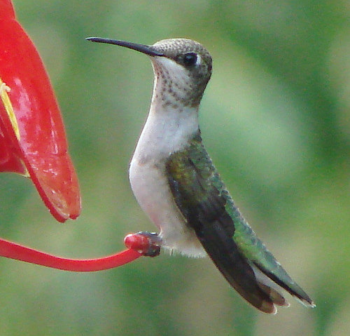 hummingbirds