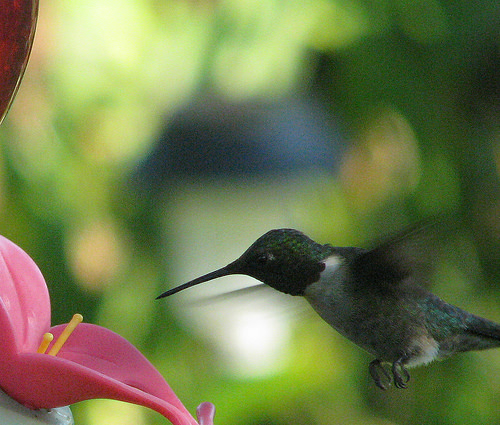 hummingbirds