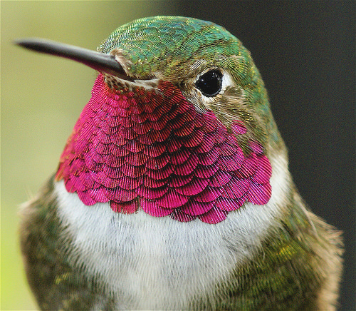 hummingbirds