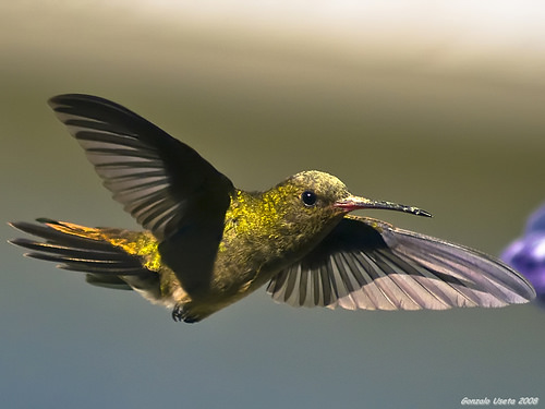 hummingbirds