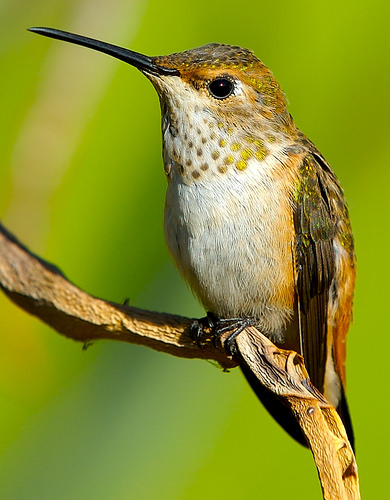 hummingbirds