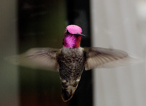 hummingbirds